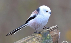 На фронті загинув відомий художник-анаріхіст Давид Чичкан