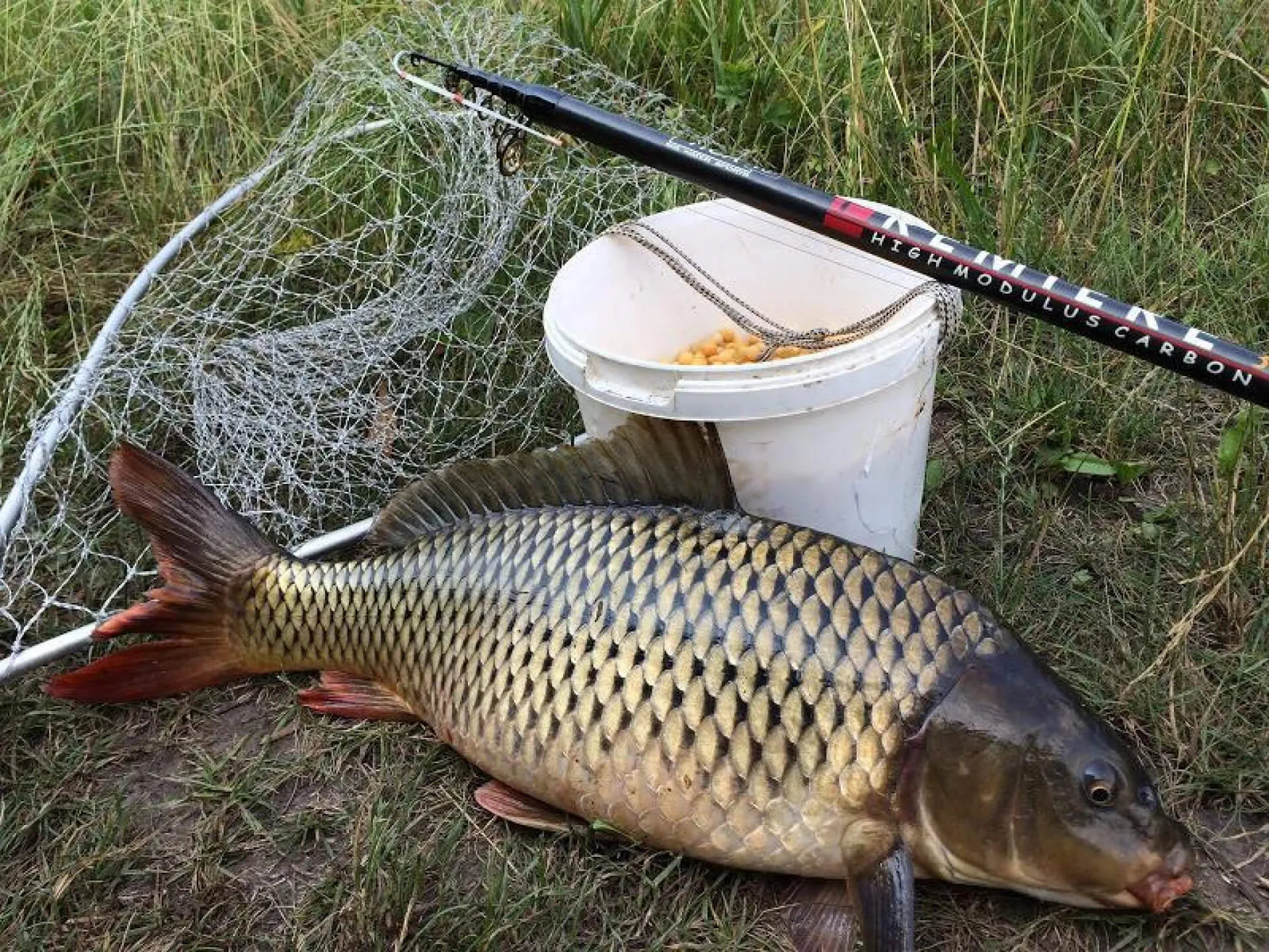 Канівське водосховище вперше зарибили за кошти риболовецьких аукціонів