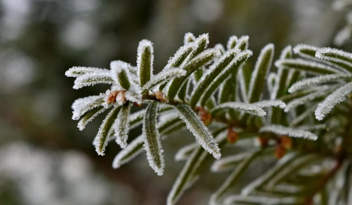 Якою буде погода в Україні у січні