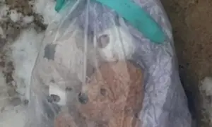 У Дніпрі чекають на візит японської принцеси