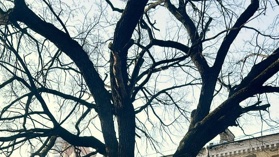 У Києві 300-річний Дуб Миколи Пимоненка оголошено пам’яткою природи
