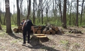 Викрили працівників «Лісів України», які занижували обсяги деревини