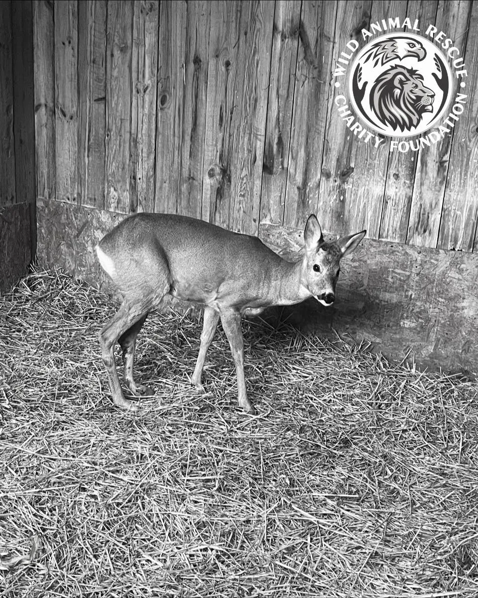 Козуля загинула від стресу під час нічної атаки на Київщину