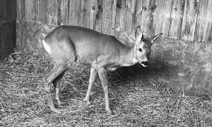 На Херсонщині затримали зрадника, який здавав окупантам односельців