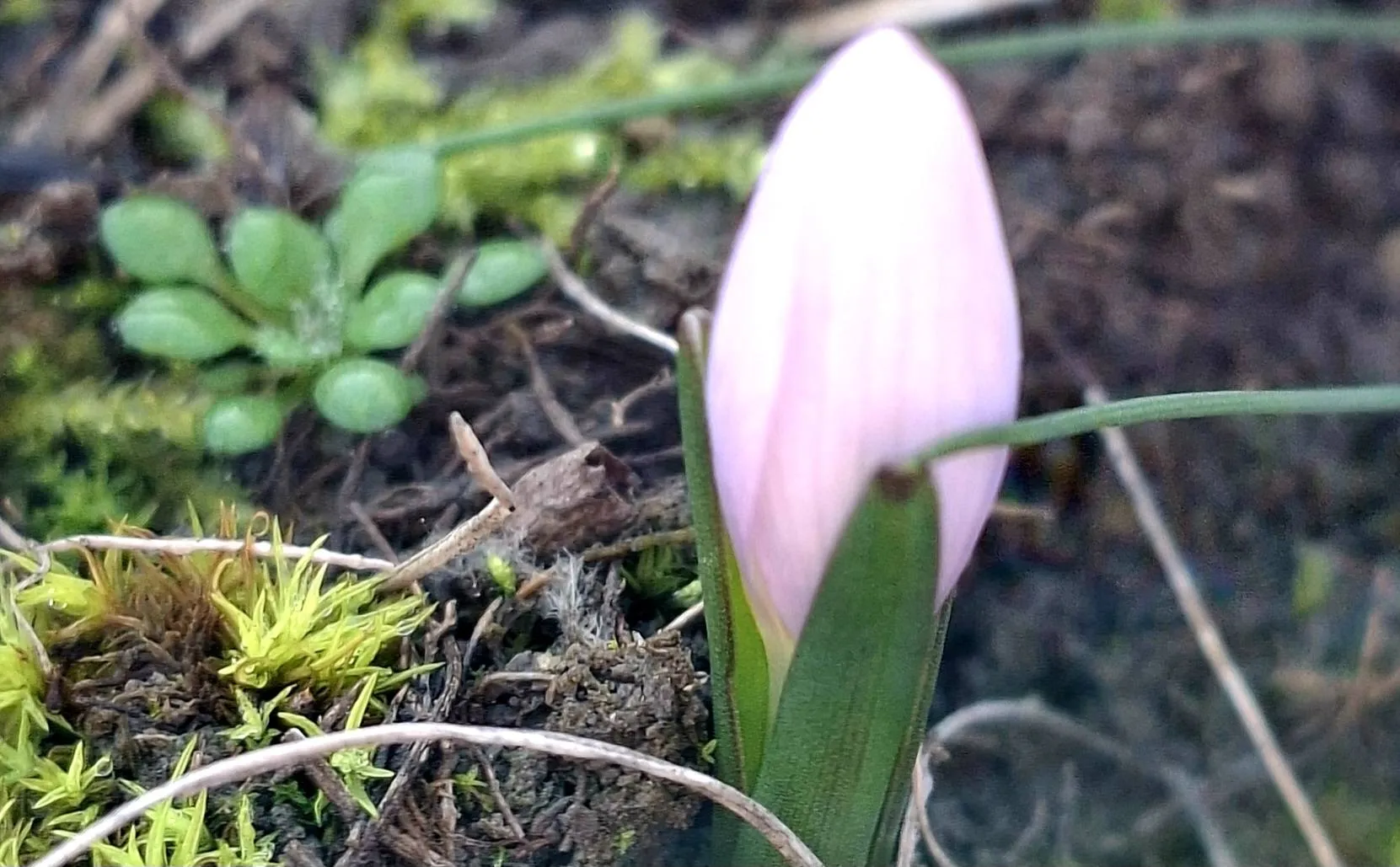 Фото: На Одещині в нацпарку «Тузловські лимани» занадто рано зацвіла рідкісна «брандушка»