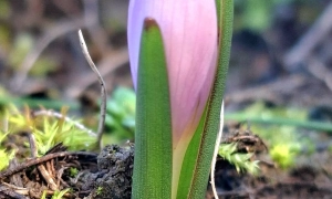 За вбивство дитини під Києвом слід притягнути п’ять осіб – МВС