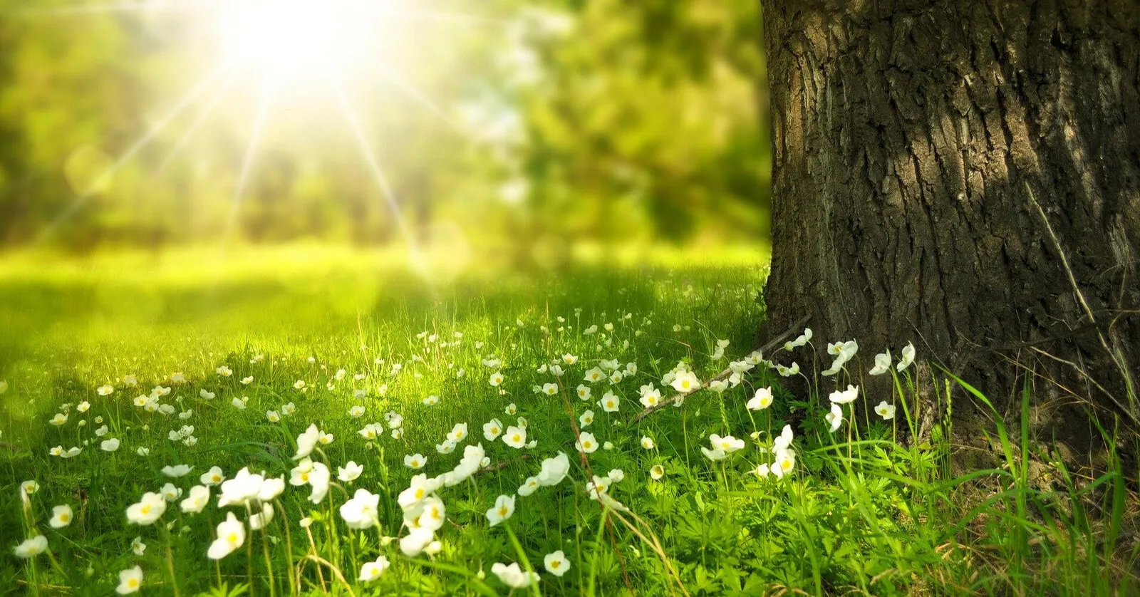 Березень принесе в Україну аномальне потепління до +15 градусів