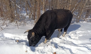Ексочільнику Херсонської ОВА Лагуті повідомили про підозру
