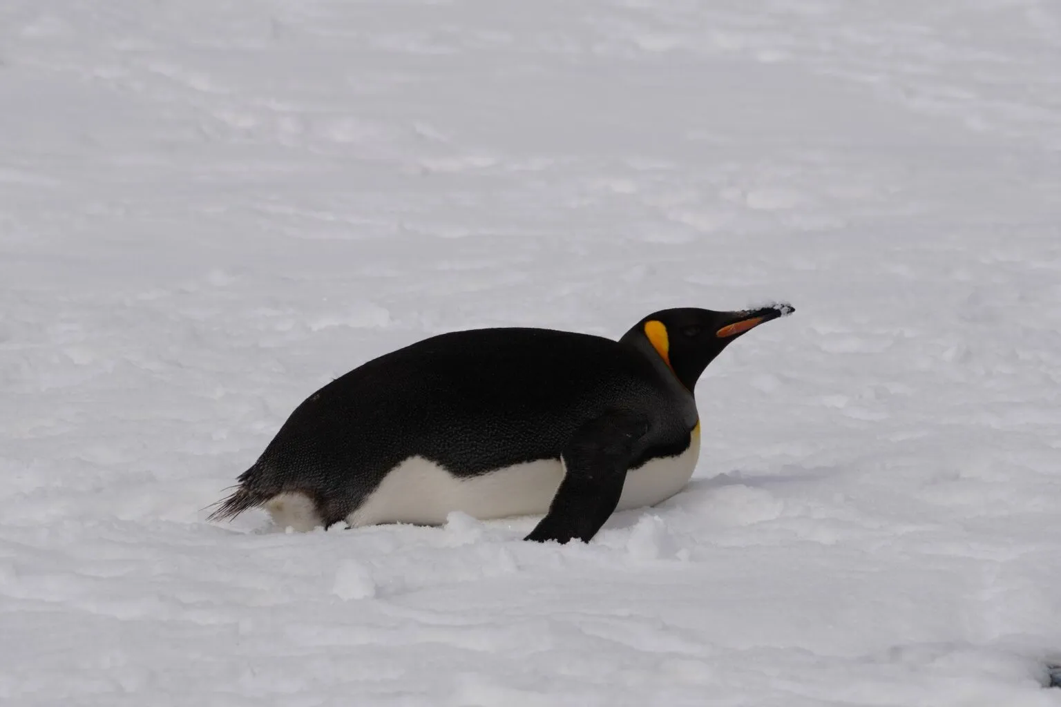 Українські полярники зустріли королівського пінгвіна біля станції «Академік Вернадський»