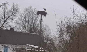 У лавах ЗСУ в рази зросла кількість жінок-військових