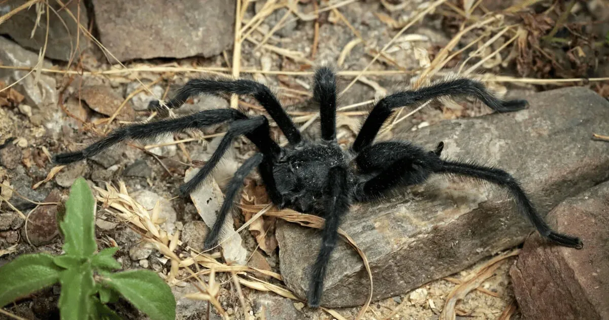 Вчені відкрили новий рід гігантських тарантулів із незвичною поведінкою — Science Daily