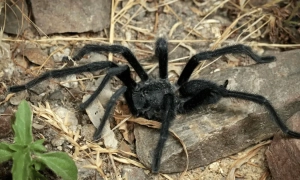 Відео: на іранському острові Харк пролунали потужні вибухи