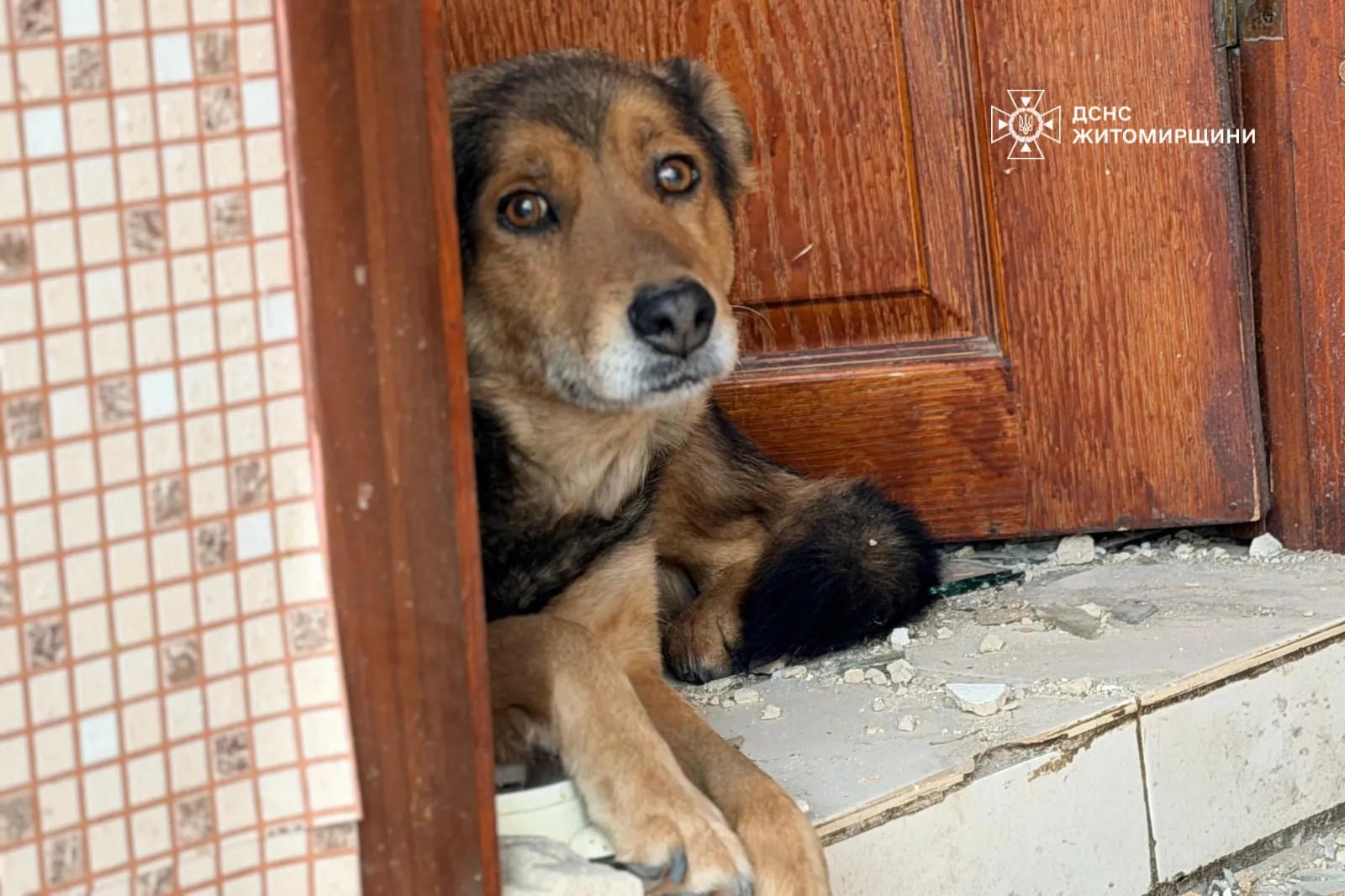 ДСНС розчулила українців кадрами із собакою, який плаче посеред руїн свого будинку