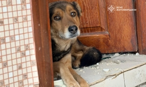 Садовому закидають погрози херсонській активістці Катерині Гандзюк