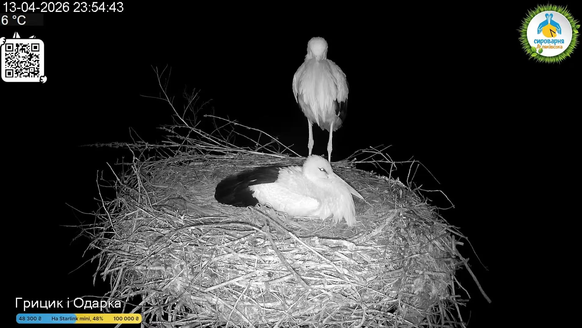 Фото: У гнізді Одарки і Грицика з’явилося перше яйце