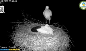 З початку війни агросектор України зазнав $13 мільярдів прямих втрат