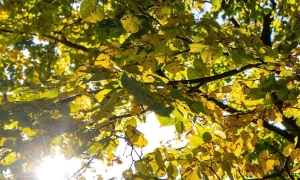 БЕБ веде розслідування схем з ухилення від сплати податків через фірму, пов’язану з Рабіновичем