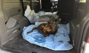 У Зоні відчуження триває ліквідація лісової пожежі