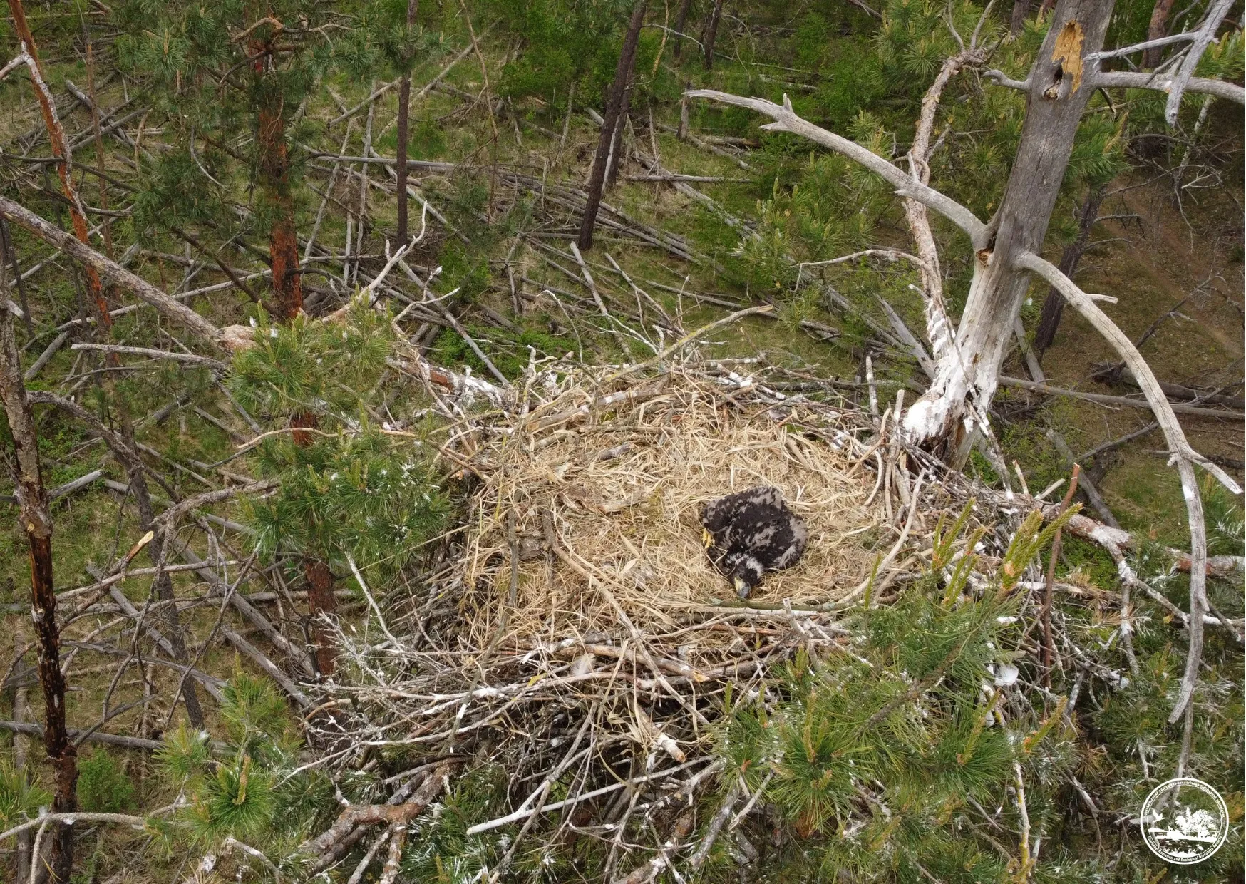 A rare bird of prey has hatched chicks in the Chernobyl area