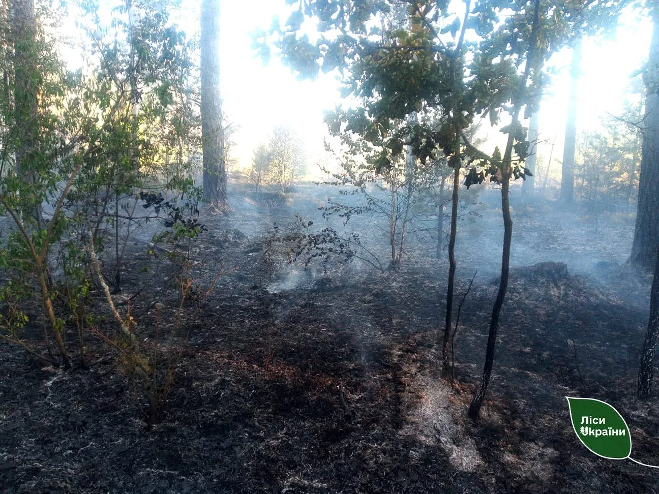 Five forest fires broke out in the Zhytomyr region following a drone attack