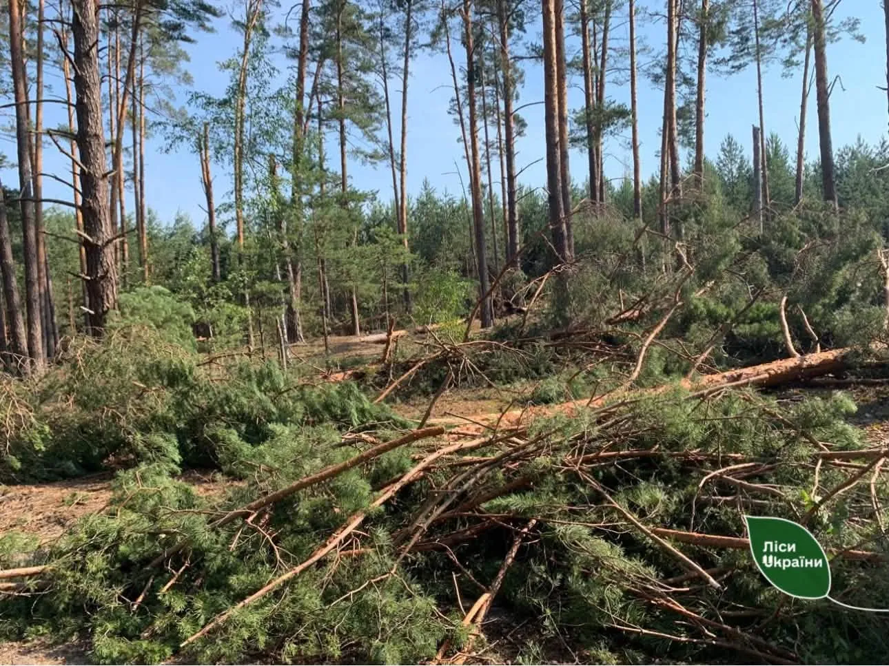 Photo: A windstorm destroyed more than 400 hectares of forest in the Rivne and Volyn regions