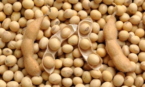 Румунія випередила Україну щодо постачання ріпаку до Німеччини