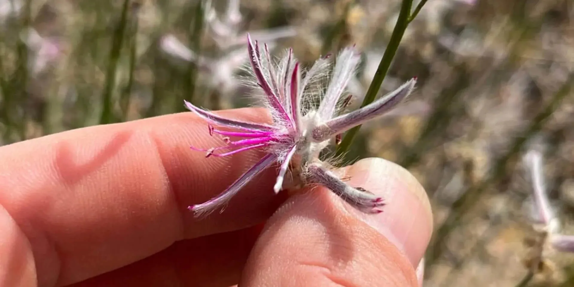 A plant once thought to be extinct has been rediscovered in the Australian wilderness