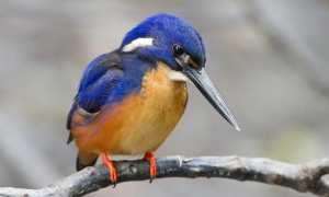 Україна не отримає запрошення в НАТО на саміті у Вільнюсі