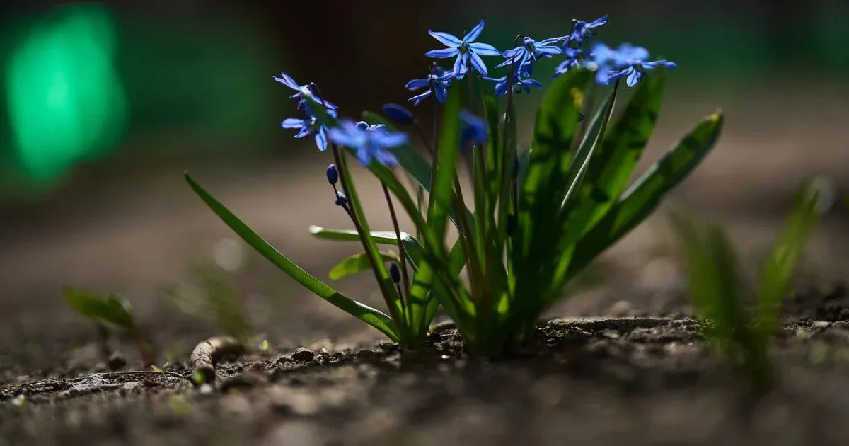 Погода в Україні 13 квітня: синоптики прогнозують мокрий сніг та дощі