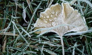 Заморозки повертаються на схід України: оголосили помаранчевий рівень небезпеки