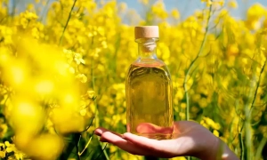 Украина увеличит экспорт рапсового масла в 2,7 раза благодаря внутренней переработке