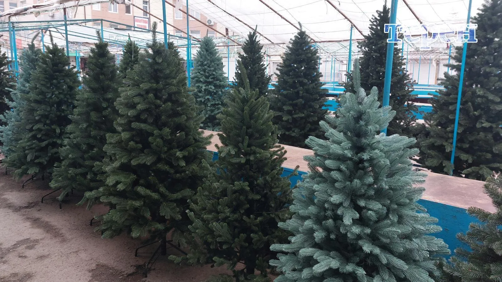 Скільки коштують ялинки в Україні цього року