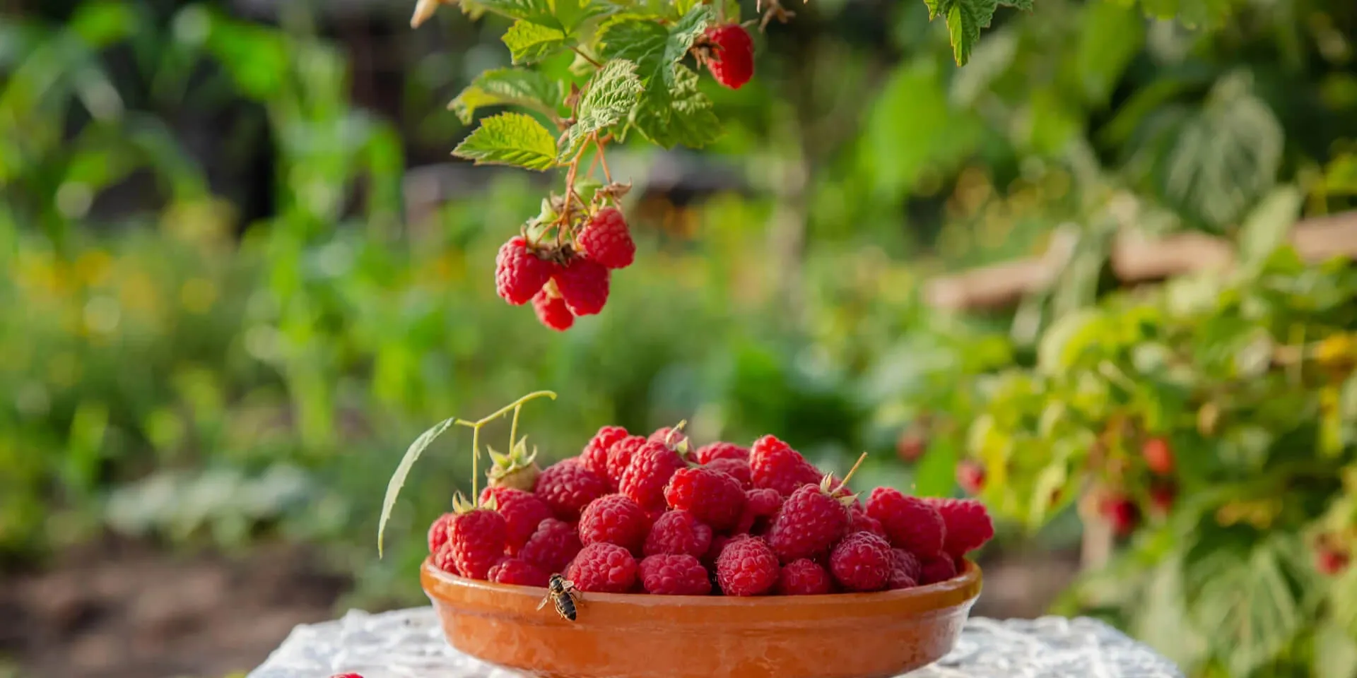 The Ministry of Economy has stopped accepting grant applications for raspberry cultivation