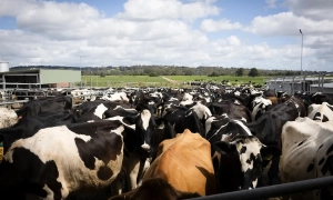 У Німеччині повідомили про розподіл місць у новому Бундестазі