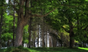 У Берліні поліція змусила пропутінських байкерів здати російську символіку, яку вони розгорнули попри заборону