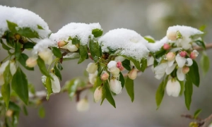 Федоров: Україна готова до можливого відключення Starlink