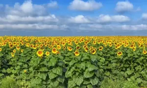 НАБУ опубликовало видео, как глава Черновицкого облсовета сдал за взятку санаторий