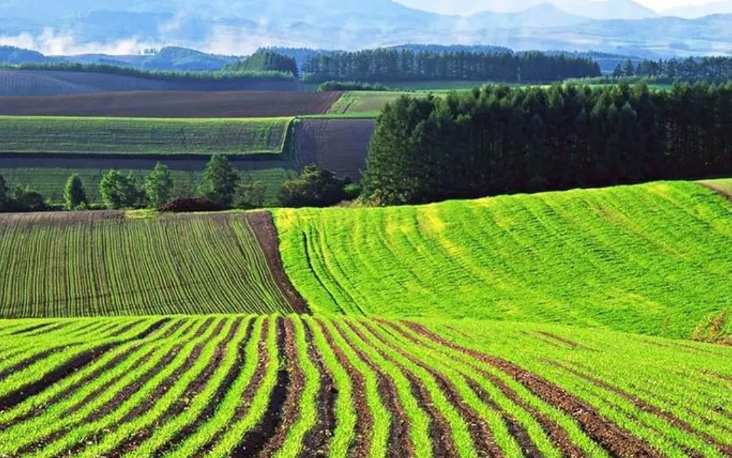 Україна ввійшла до світового топу за часткою сільгоспземель