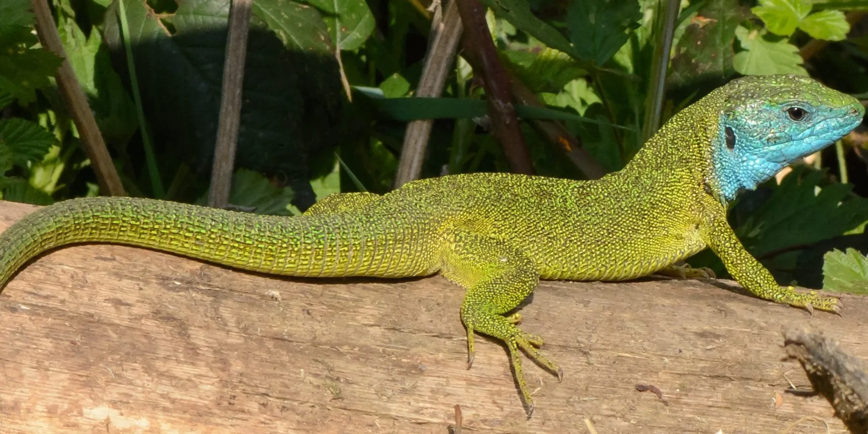 Paleontologists have discovered the oldest reptile skin, dating back 289 million years