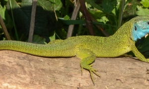 In Hungary, an article about the staged assassination attempt on Orbán was labeled as pro-Ukrainian propaganda