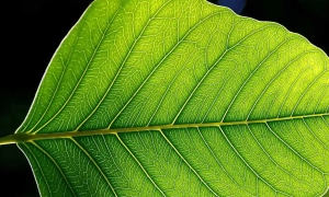 У Молдові заявили, що змушені підтримати санкції ЄС проти росії