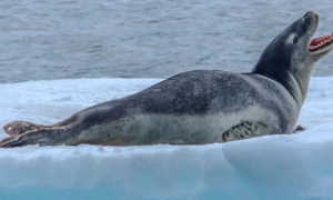 Украинские полярники сняли на видео встречу с морским леопардом