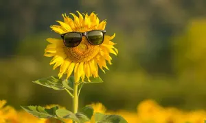 Метеорологи прогнозують в Україні тепле літо з достатньою кількістю опадів