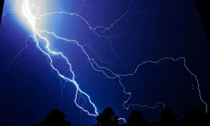 Посадовця «Лісів України» спіймали на розкраданні деревини на десятки мільйонів
