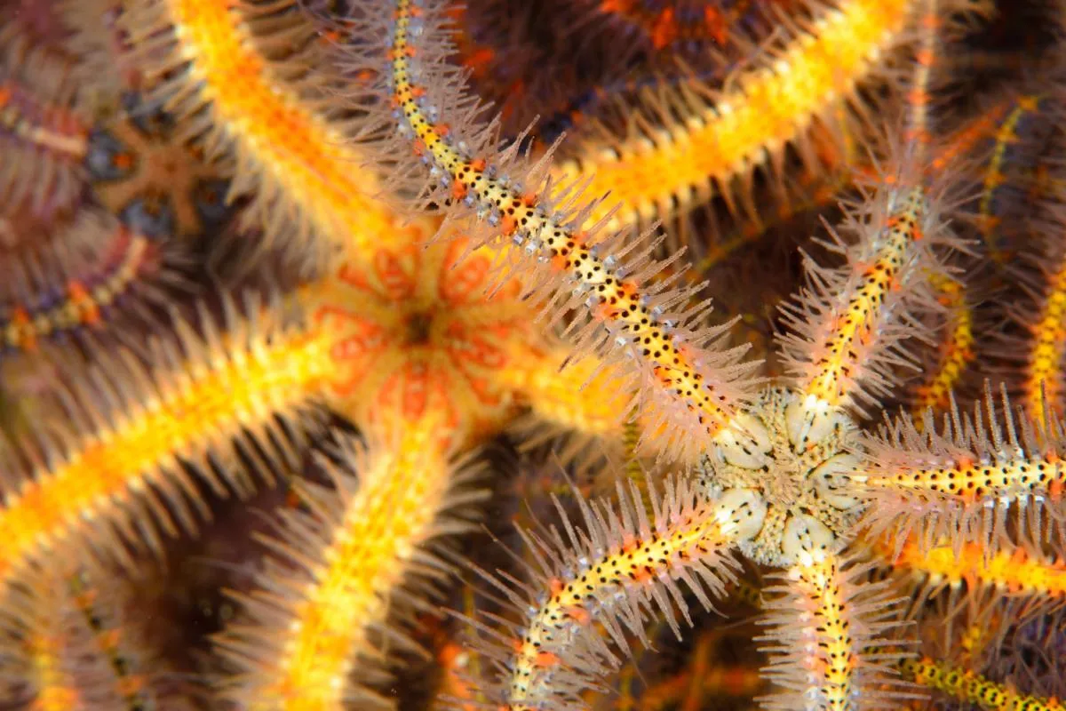 В океані побачили дивовижну істоту, яка відрощує втрачені щупальця