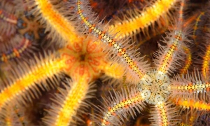 Індія збільшить імпорт нафти з Венесуели на тлі дефіциту з Близького Сходу