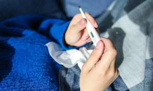 У Чернігівській області відстрілюватимуть диких кабанів через спалах африканської чуми