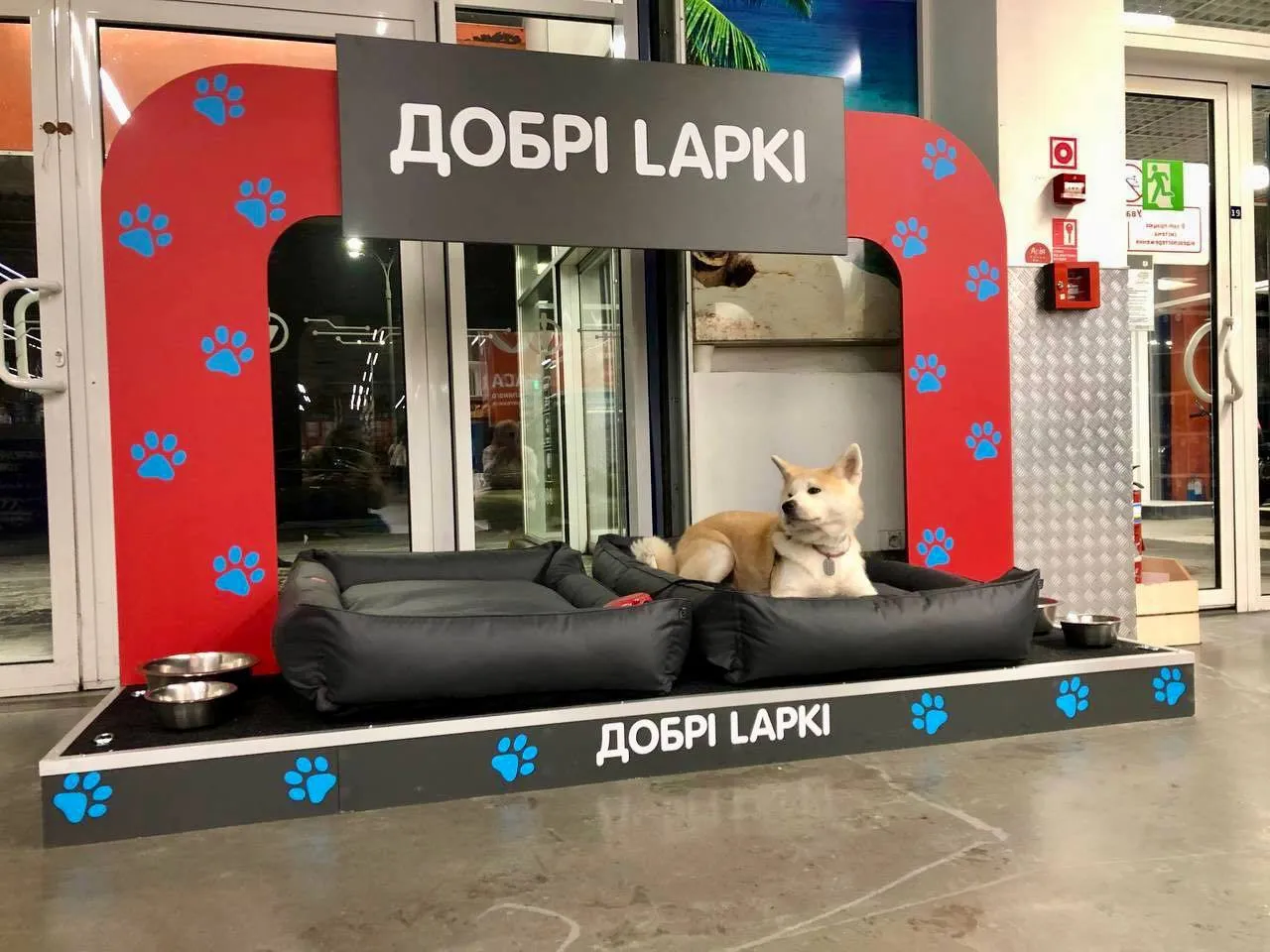 «Епіцентр» відкрив постійні зони для тварин «Добрі Lapki»