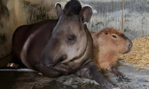 Кремлевские пранкеры пытались позвонить польскому президенту от имени Порошенко