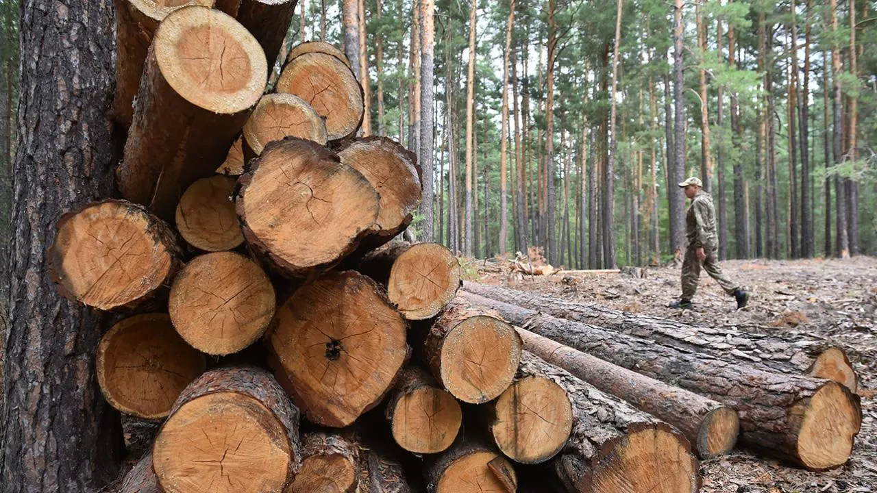 Російська лісова галузь опинилася на межі масштабного краху